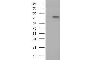 Western Blotting (WB) image for anti-Protein tyrosine Phosphatase, Receptor Type, E (PTPRE) antibody (ABIN1500507) (PTPRE anticorps)
