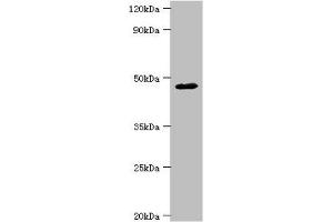 Western blot All lanes: FBXW4 antibody at 4 μg/mL + Mouse skeletal muscle tissue Secondary Goat polyclonal to rabbit IgG at 1/10000 dilution Predicted band size: 46 kDa Observed band size: 46 kDa (FBXW4 anticorps  (AA 143-412))