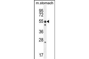 Western blot analysis in mouse stomach cell line lysates (35ug/lane). (DMRTA1 anticorps  (C-Term))