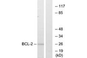 Western blot analysis of extracts from MCF7 cells, treated with Etoposide, using BCL-2 (Ab-56) Antibody. (Bcl-2 anticorps  (AA 26-75))