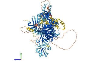 AlphaFold protein structure predicition of Mouse Recombinant Cask Protein, UniprotID O70589