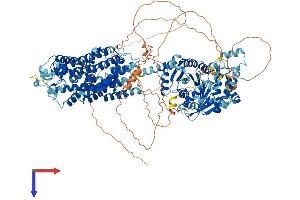 AlphaFold protein structure predicition of Human Recombinant SLC12A2 Protein, UniprotID P55011
