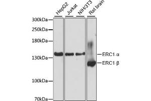 Western blot analysis of extracts of various cell lines, using ERC1 antibody (ABIN6131605, ABIN6140261, ABIN6140262 and ABIN6225026) at 1:3000 dilution. (ERC1 anticorps  (AA 700-850))