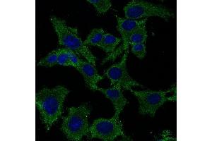 Immunofluorescence - anti-PS3 Ab in Hepa1-6 cells at 1/50 dilution, cells were fixed with methanol, (p53 anticorps  (C-Term))