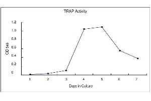 ELISA image for Osteoclast (Rat) Culture Kit (ABIN956046) (Osteoclast (Rat) Culture Kit)