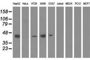 Western blot analysis of extracts (35 µg) from 9 different cell lines by using anti-CBWD1 monoclonal antibody. (CBWD1 anticorps)