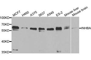Western blot analysis of extracts of various cell lines, using INHBA antibody (ABIN5973449) at 1/1000 dilution. (INHBA anticorps)