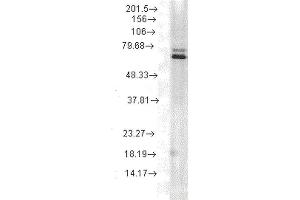 Western Blot analysis of Rat skeletal muscle tissue lysate showing detection of Hsp70 protein using Mouse Anti-Hsp70 Monoclonal Antibody, Clone 5A5 . (HSP70 anticorps  (HRP))