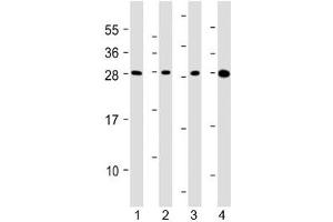 Western blot testing of human 1) HepG2, 2) U266B1, 3) HEK293 and 4) testis lysate with CLEC1B antibody at 1:2000. (C-Type Lectin Domain Family 1, Member B (CLEC1B) (AA 44-78) anticorps)