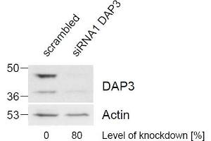 ABIN184743 (1 µg/mL) staining of HeLa lysate (control in left lane and after si-RNA-mediated DAP3 knock-down expresson in right lane) (35 µg protein in RIPA buffer). (DAP3 anticorps  (C-Term))