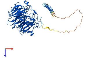 AlphaFold protein structure predicition of Human Recombinant CORO1B Protein, UniprotID Q9BR76