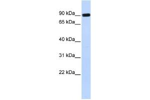 WB Suggested Anti-HECTD2 Antibody Titration:  0. (HECTD2 anticorps  (Middle Region))