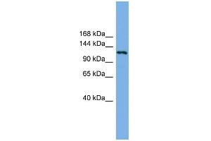 WB Suggested Anti-EIF4ENIF1 Antibody Titration: 0.