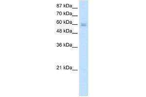 NKX6-3 antibody (20R-1236) used at 0. (NK6 Homeobox 3 anticorps  (N-Term))