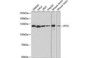 Western blot analysis of extracts of various cell lines using IPO5 Polyclonal Antibody at dilution of 1:1000. (Importin 5 anticorps)