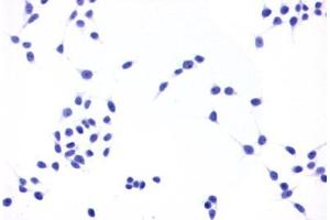 Image no. 2 for anti-Prostaglandin E Receptor 4 (Subtype EP4) (PTGER4) (C-Term) antibody (ABIN1049258) (PTGER4 anticorps  (C-Term))