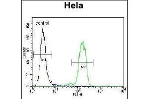 Bad BH3 Domain Antibody (ABIN388118 and ABIN2846287) flow cytometric analysis of Hela cells (right histogram) compared to a negative control (left histogram). (BAD anticorps  (AA 92-127))