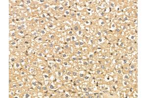 ABIN7094387 and ABIN7098434 at 1/100 staining Rat liver tissue by IHC-P. (NECAP1 anticorps  (N-Term))