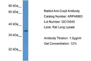 Western Blotting (WB) image for anti-Coenzyme Q5, Methyltransferase (COQ5) (N-Term) antibody (ABIN2783584)