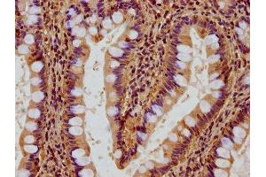 IHC image of ABIN7167457 diluted at 1:500 and staining in paraffin-embedded human small intestine tissue performed on a Leica BondTM system.