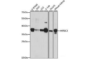 Western blot analysis of extracts of various cell lines using AKR1C3 Polyclonal Antibody at dilution of 1:1000. (AKR1C3 anticorps)