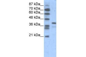 WB Suggested Anti-POU5F1  Antibody Titration: 1. (OCT4 anticorps  (N-Term))