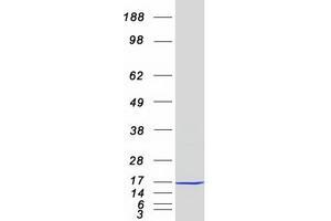 Validation with Western Blot