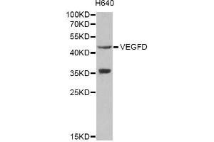 Western blot analysis of extracts of H640 cells, using VEGFD antibody (ABIN1872695) at 1:1000 dilution. (VEGFD anticorps)