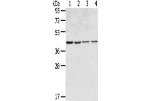 Gel: 8 % SDS-PAGE,Lysate: 40 μg,Lane 1-4: HepG2 cells, 231 cells, Hela cells, Lovo cells,Primary antibody: ABIN7190846(GPR15 Antibody) at dilution 1/350 dilution,Secondary antibody: Goat anti rabbit IgG at 1/8000 dilution,Exposure time: 20 seconds (GPR15 anticorps)