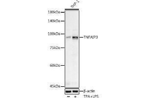 Western blot analysis of extracts of various cell lines, using (ABIN3022984, ABIN3022985, ABIN3022986 and ABIN6219332) at 1:500 dilution.