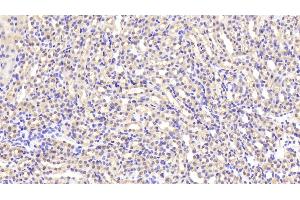 Detection of LDHB in Mouse Kidney Tissue using Polyclonal Antibody to Lactate Dehydrogenase B (LDHB) (LDHB anticorps  (AA 1-334))