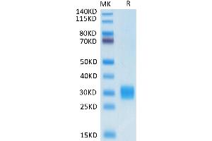 Biotinylated Human ULBP-1 on Tris-Bis PAGE under reduced condition.