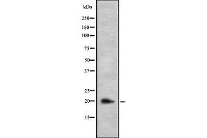 Western blot analysis IL26 using COS7 whole cell lysates (IL-26 anticorps)