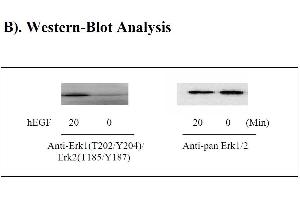 Image no. 4 for Mitogen-Activated Protein Kinase 1/3 (MAPK1/3) ELISA Kit (ABIN1981754) (ERK1/2 Kit ELISA)