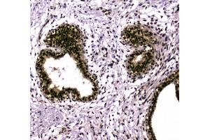 IHC testing of FFPE mouse testis tissue with UBA2 antibody at 1ug/ml. (UBA2 anticorps)