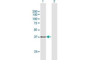 Western Blot analysis of TEX264 expression in transfected 293T cell line by TEX264 MaxPab polyclonal antibody. (TEX264 anticorps  (AA 1-313))
