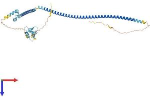 AlphaFold protein structure predicition of Human Recombinant CRACR2B Protein, UniprotID Q8N4Y2