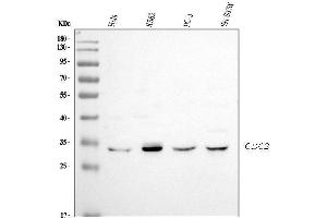 Western blot analysis of CDK1 using anti-CDK1 antibody (ABIN3042681).