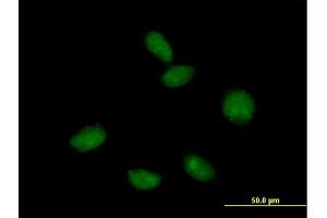 Immunofluorescence of purified MaxPab antibody to FLJ10292 on HeLa cell. (Mago Nashi Homolog 2 anticorps  (AA 1-148))