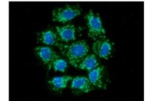 ICC/IF analysis of AIFM1 in Hep3B cells line, stained with DAPI (Blue) for nucleus staining and monoclonal anti-human AIFM1 antibody (1:100) with goat anti-mouse IgG-Alexa fluor 488 conjugate (Green). (AIF anticorps  (AA 98-609))