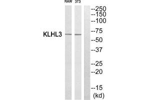 Western Blotting (WB) image for anti-Kelch-Like 3 (KLHL3) (N-Term) antibody (ABIN1850052) (KLHL3 anticorps  (N-Term))