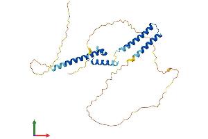 AlphaFold protein structure predicition of Mouse Recombinant Hey1 Protein, UniprotID Q9WV93