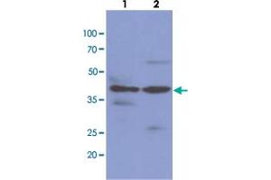 Western blot analysis of cell lysates (each 40 ug) byNAGK monoclonal antibody, clone AT4D12  (1:1000). (NAGK anticorps  (AA 1-344))