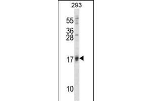 ISG15 Antibody (A46) (ABIN387983 and ABIN2844984) western blot analysis in 293 cell line lysates (35 μg/lane). (ISG15 anticorps  (N-Term))