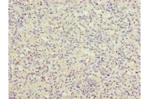 Immunohistochemistry of paraffin-embedded human spleen tissue using ABIN7158170 at dilution of 1:100 (LRRC3B anticorps  (AA 34-204))