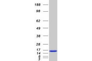 Validation with Western Blot