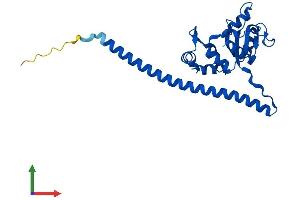 AlphaFold protein structure predicition of Human Recombinant RPL7 Protein, UniprotID P18124