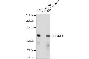 Immunoprecipitation analysis of 300 μg extracts of HeLa cells using 3 μg RIPK1/RIP antibody (ABIN7269886). (RIPK1 anticorps)