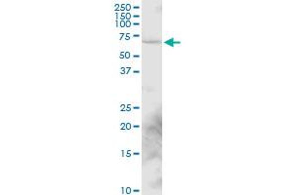 SYT16 antibody  (AA 1-203)