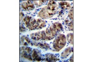 ZDHHC20 Antibody (N-term) (ABIN657278 and ABIN2846367) immunohistochemistry analysis in formalin fixed and paraffin embedded human stomach tissue followed by peroxidase conjugation of the secondary antibody and DAB staining. (ZDHHC20 anticorps  (N-Term))
